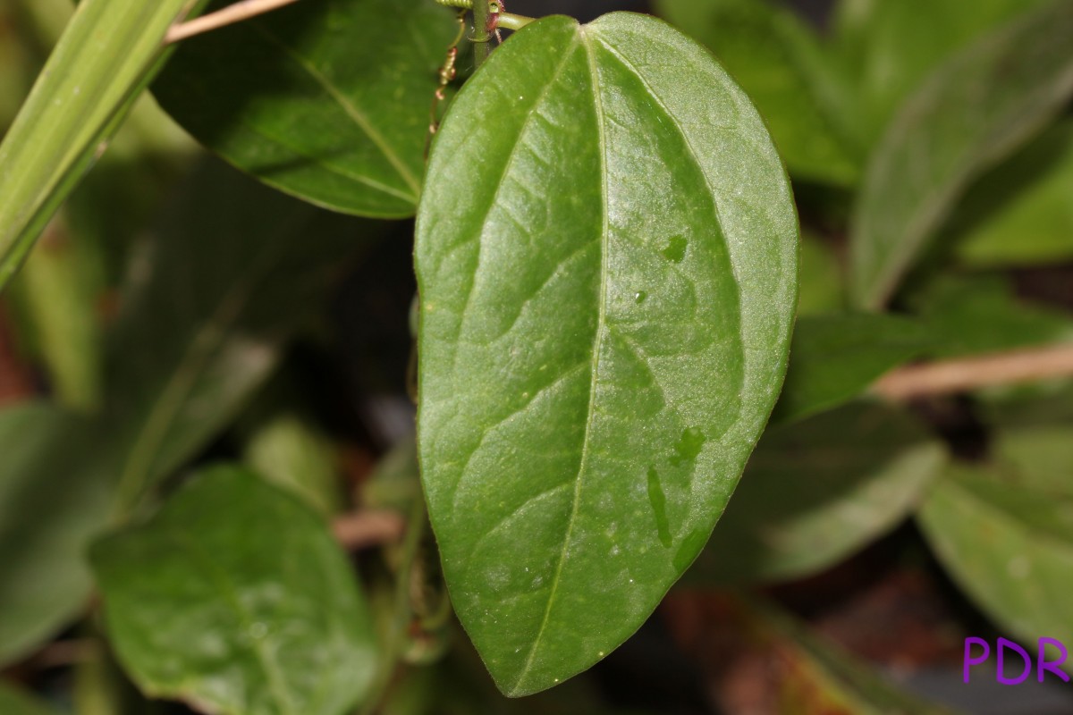 Passiflora suberosa L.